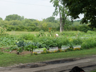 Our community garden produces 1,000's of pounds of veggies